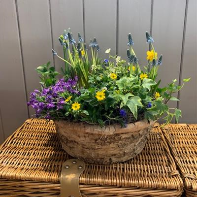 Green planted bowl